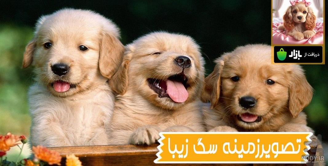 عکس سگ چوپان عکس سگ چوپان
