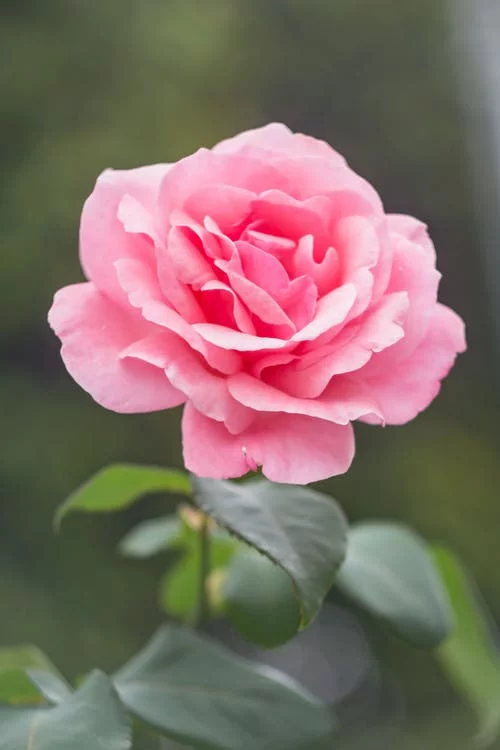 گل برای تصویر زمینه شاد