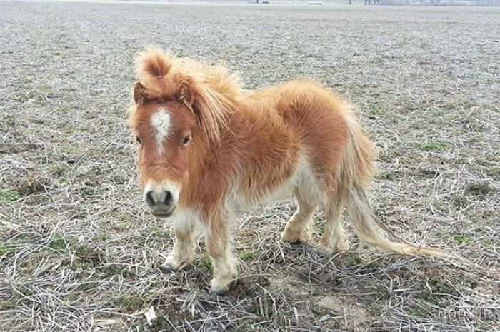 عکس کوچکترین اسب دنیا