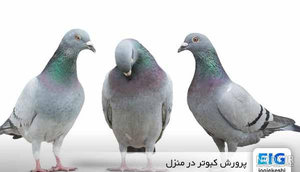 10 بیماری مهم و رایج در کبوترها همراه با علایم و درمان - فروشگاه اینترنتی  اندیشه سبز