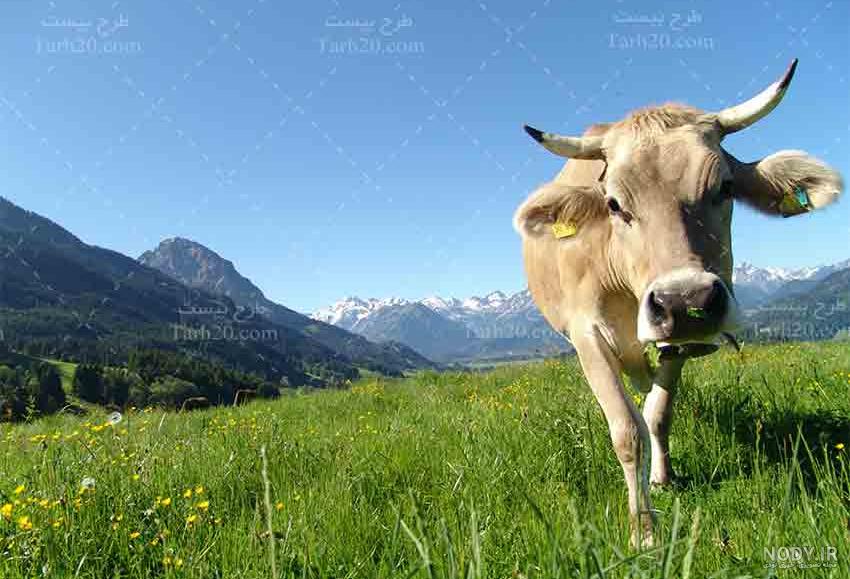 آموزش کشیدن نقاشی ساده و آسان گاو برای بچه های سنین مختلف - دلبرانه