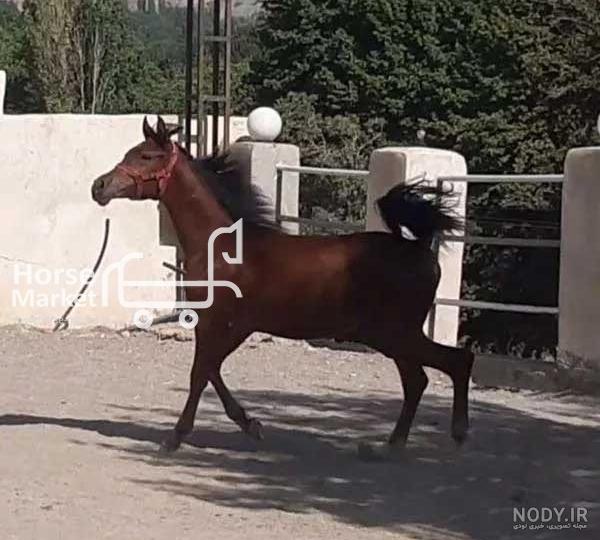 اسم های زیبا برای اسب ماده بر اساس رنگ - تــــــــوپ تـــــــــاپ اسم های زیبا برای اسب ماده بر اساس رنگ - تــــــــوپ تـــــــــاپ