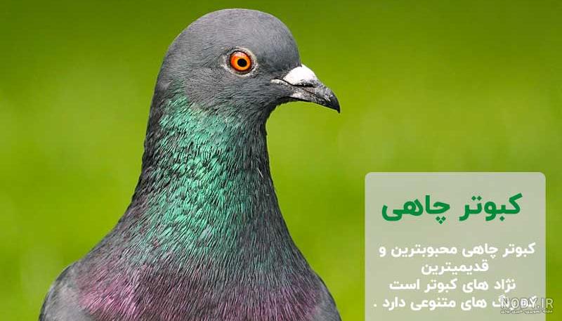 برای سفارش عمده و اطلاع از قیمت لطفا فقط تماس یا دایرکت ۰۹۱۳۹۳۶۱۴۲۴  #هلر#کسن#گاودانه#دان-کبوتر#کبوتر