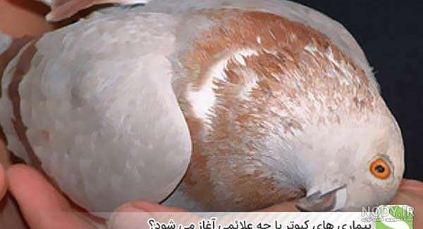 بهترین روش غذا دادن به جوجه کبوتر در 4 گام