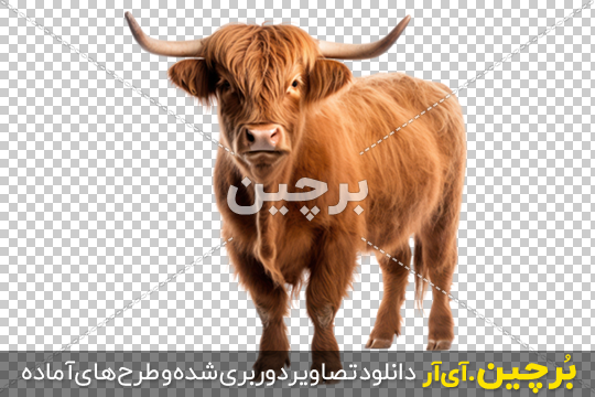 تصویر با کیفیت سه گاو در طبیعت کد فایل 6659689 | طرح دات آی آر