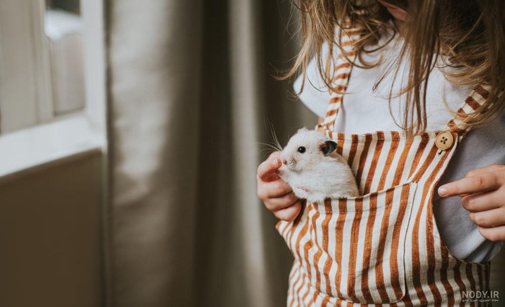 خرید و قیمت همستر روبروفسکی 🐹 (فروش اینترنتی) + عکس و ویدیو