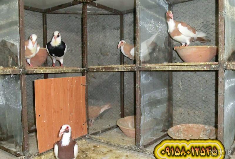 خواص شاهدانه برای کبوتر + [ شگفت انگیزترین خواصی که نمی دانستید ]
