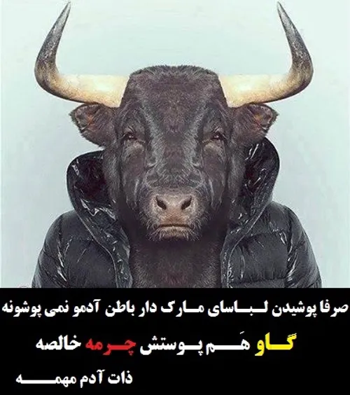 دانلود عکس دوربری شده گاو هایلند | بُرچین – تصاویر دوربری شده، فایل های  آماده، عکس png رایگان، دانلود psd رایگان