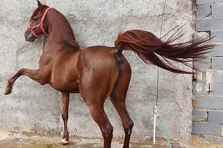 عکس اسب های خارجی