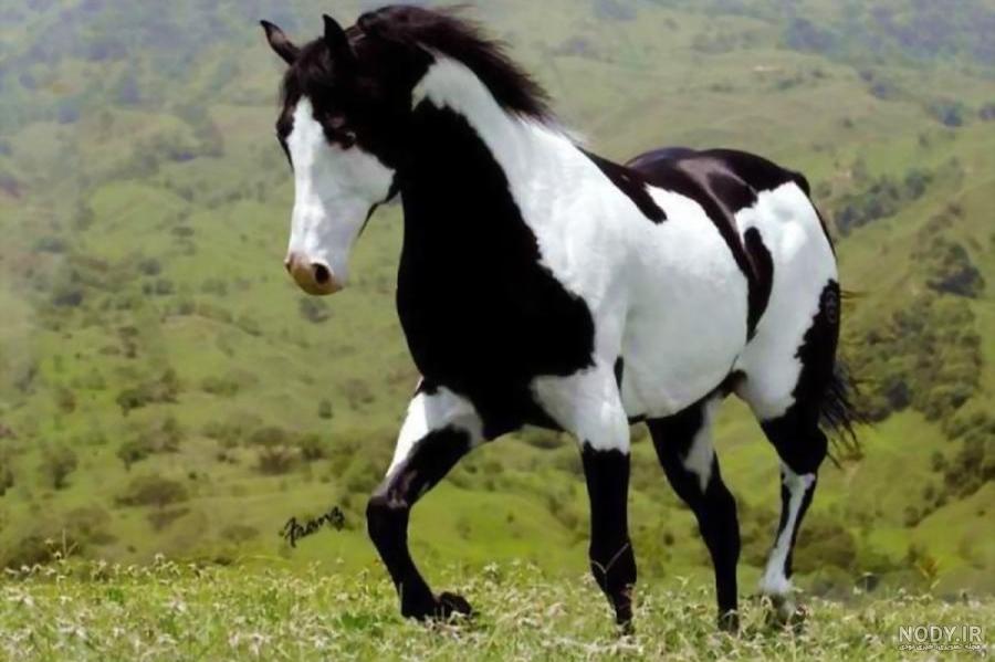 عکس اسب خوشگل زیبا