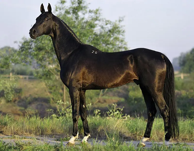 عکس اسب خیلی ناز عکس اسب خیلی ناز