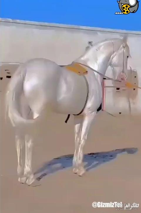 عکس اسب سفید خیلی زیبا عکس اسب سفید خیلی زیبا