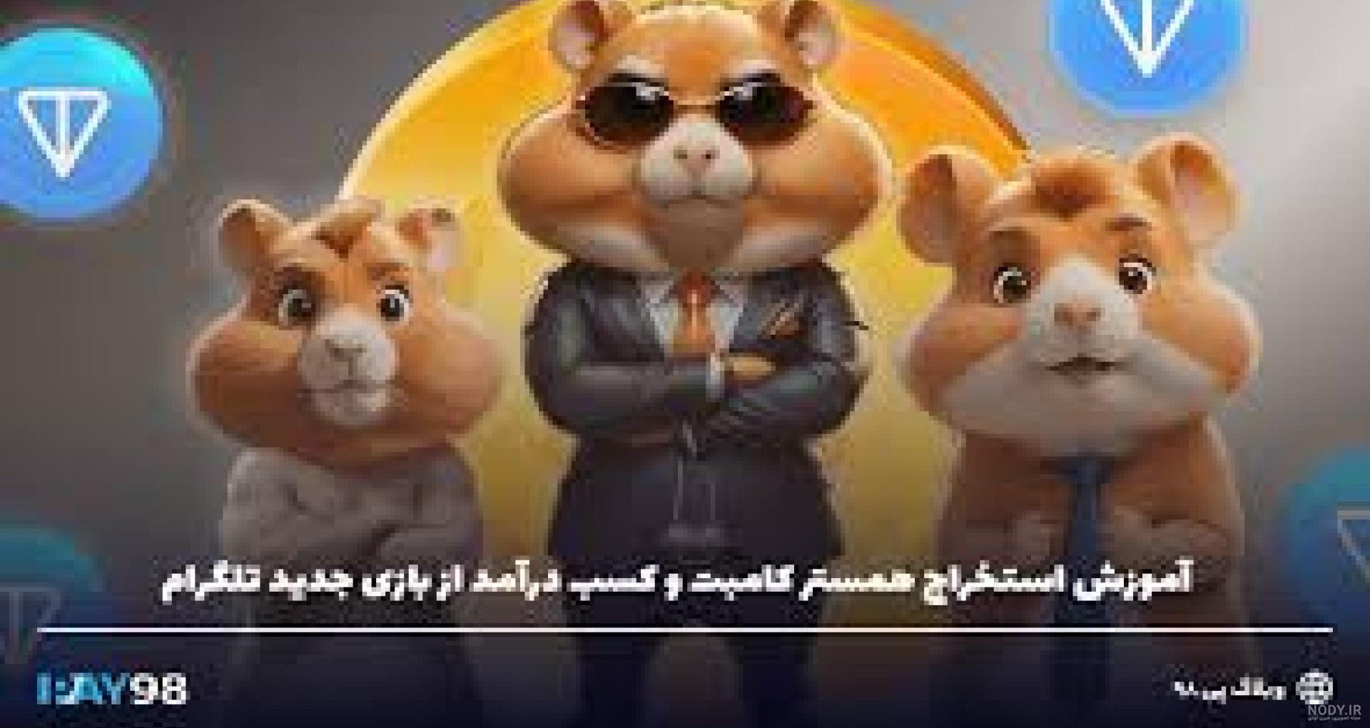 عکس های جدید همستر کمبت عکس های جدید همستر کمبت