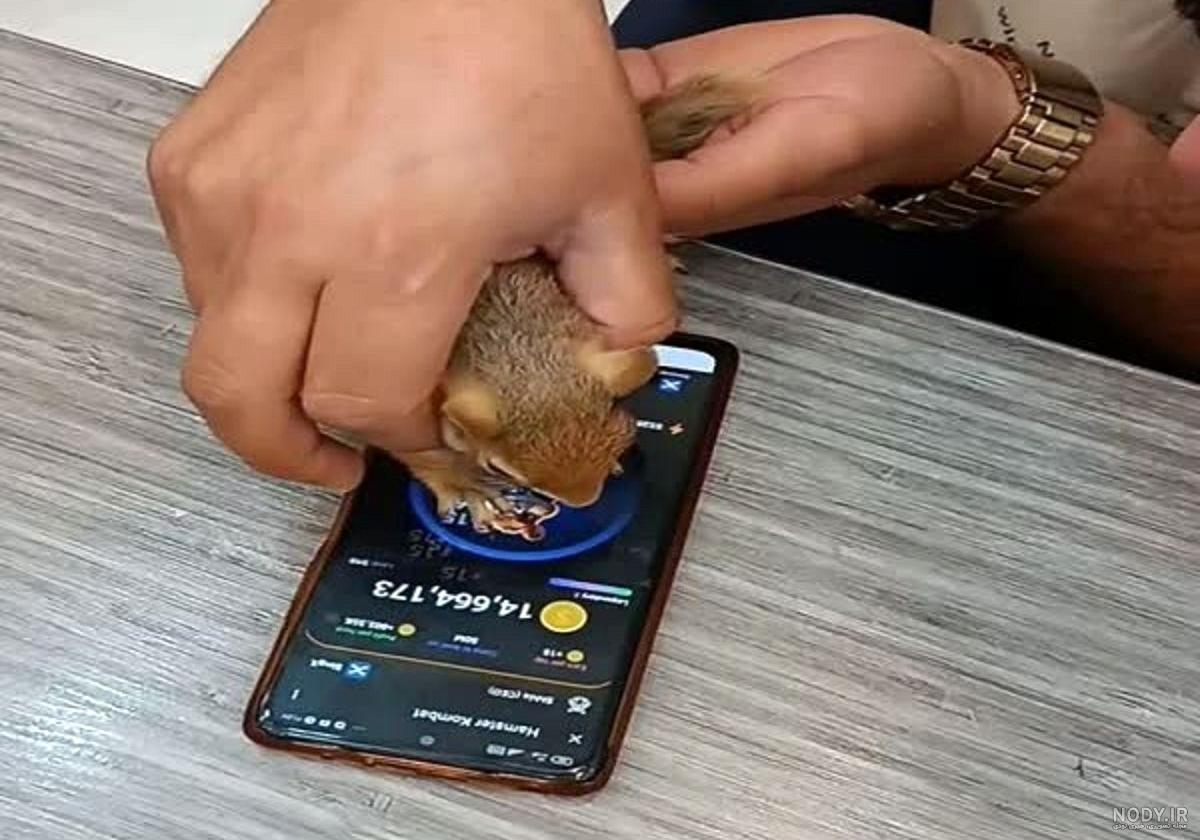 عکس صفحه همستر کمبات عکس صفحه همستر کمبات