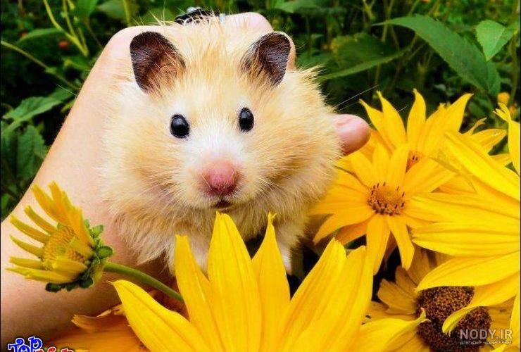 عکس های همستر طلایی عکس های همستر طلایی