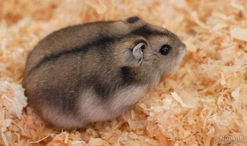 عکس همستر های ناز و با مزه عکس همستر های ناز و با مزه
