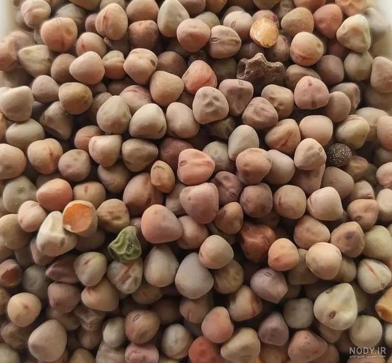 عکس گاودانه - عکس نودی عکس گاودانه - عکس نودی