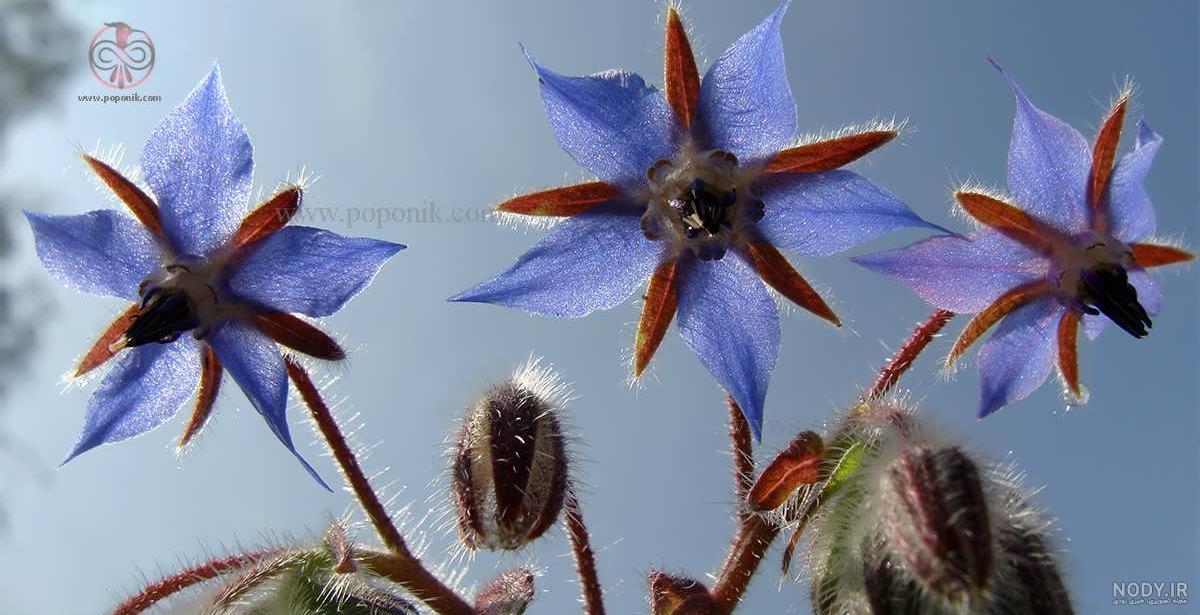 عکس گیاه دارویی گل گاو زبان