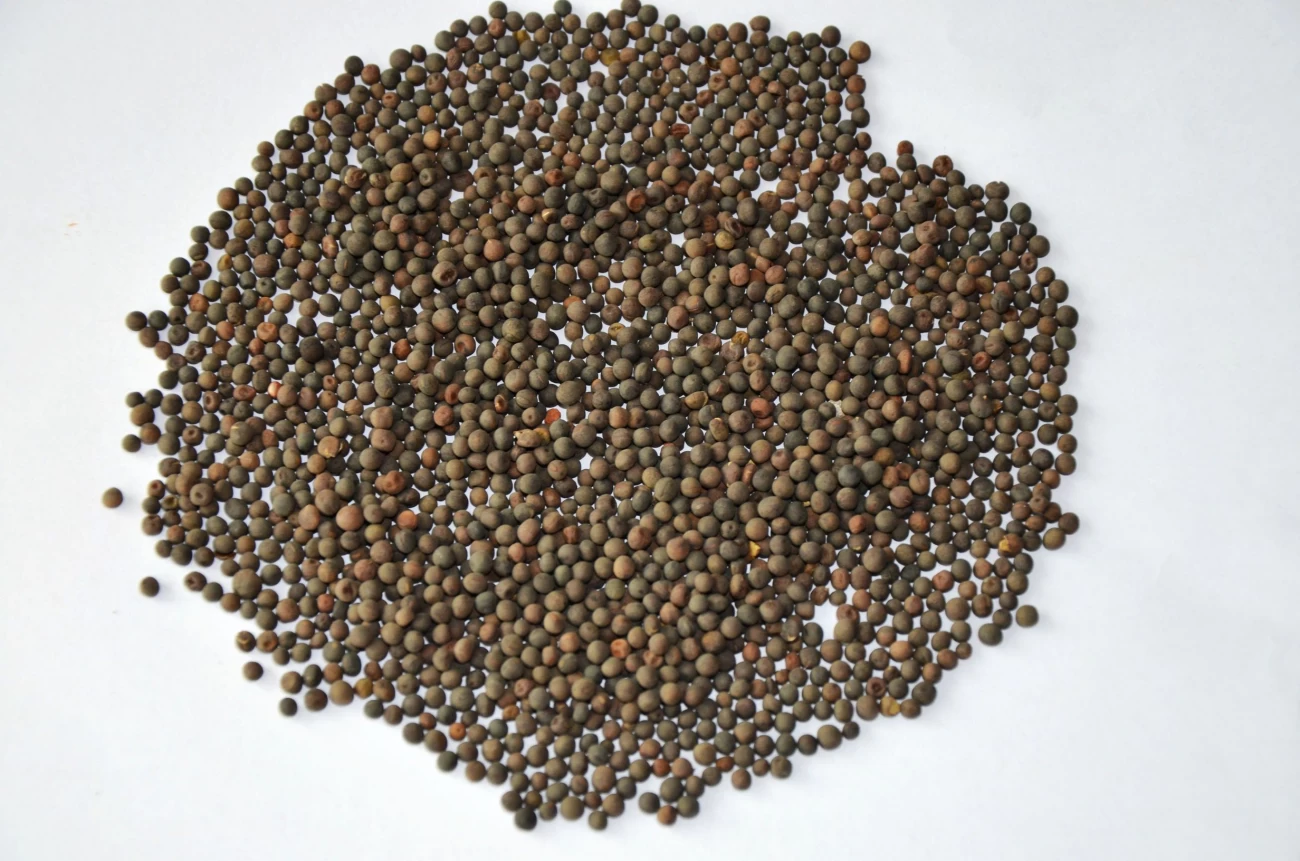 عکس گیاه گاودانه عکس گیاه گاودانه