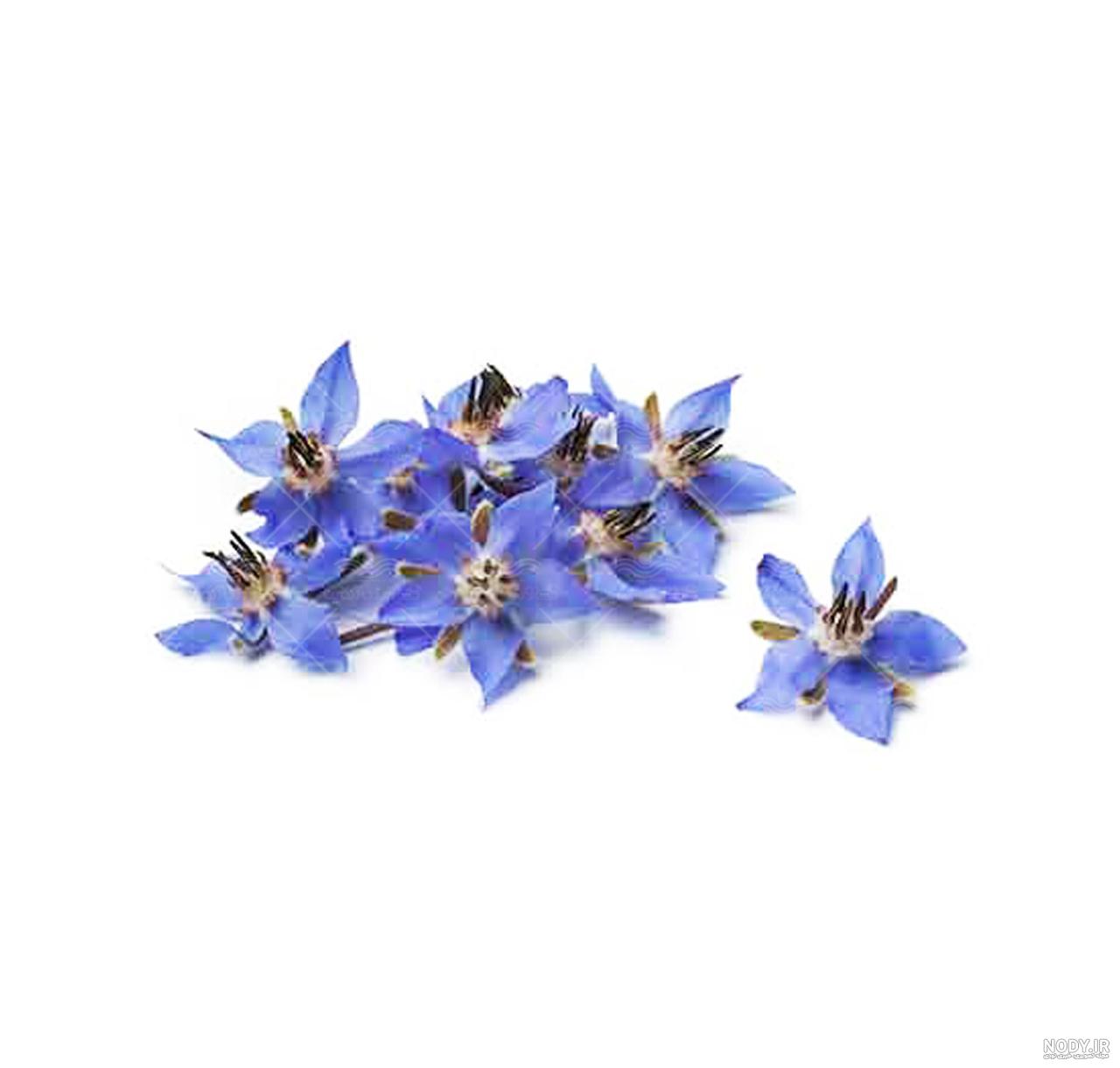 عکس گیاه گل گاو زبان