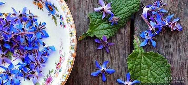 عکس گیاه گل گاو زبان کوهی