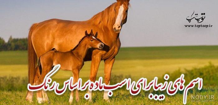 فروش خاصترین کره اسب عرب دنیا Honor Of Munir - فروش خاصترین کره اسب عرب دنیا Honor Of Munir -