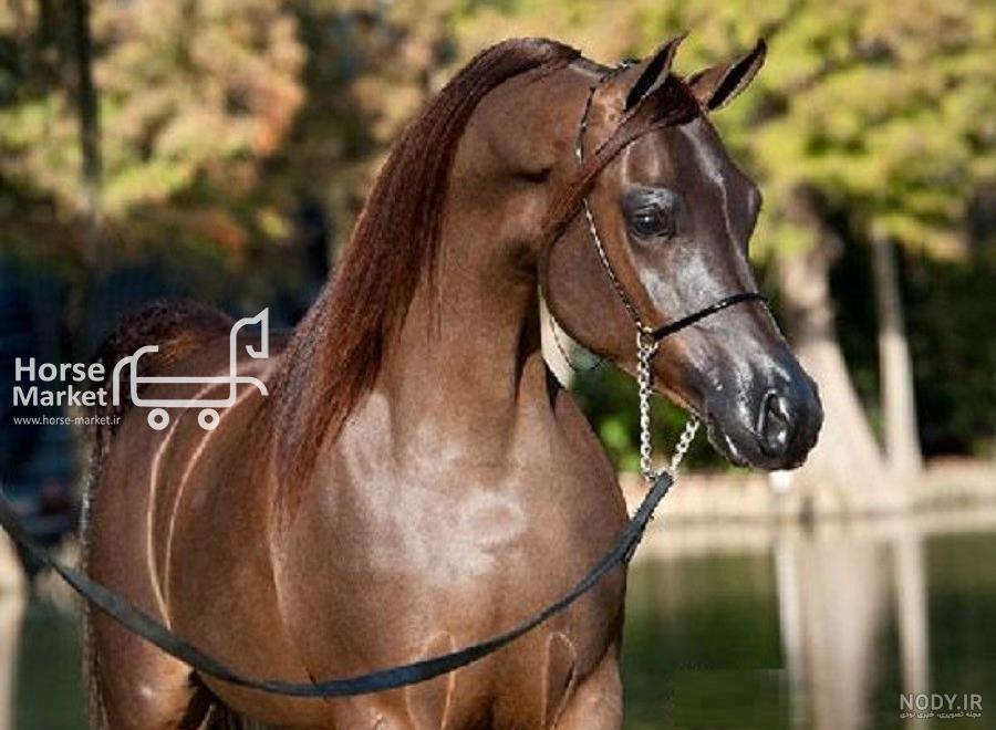 معرفی کامل نژاد اسب عرب معرفی کامل نژاد اسب عرب