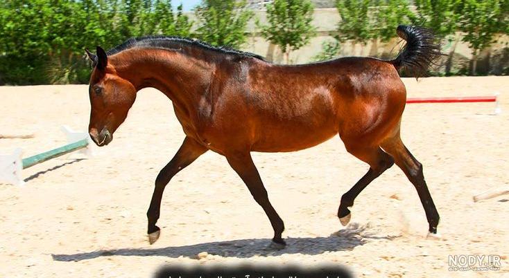 نژاد اسب عرب (arabian) شجره نامه و ویژگی های آن ها -هورس پدیا نژاد اسب عرب (arabian) شجره نامه و ویژگی های آن ها -هورس پدیا