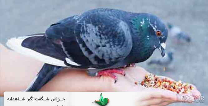 پرورش کبوتر | نگهداری از کبوتر در خانه
