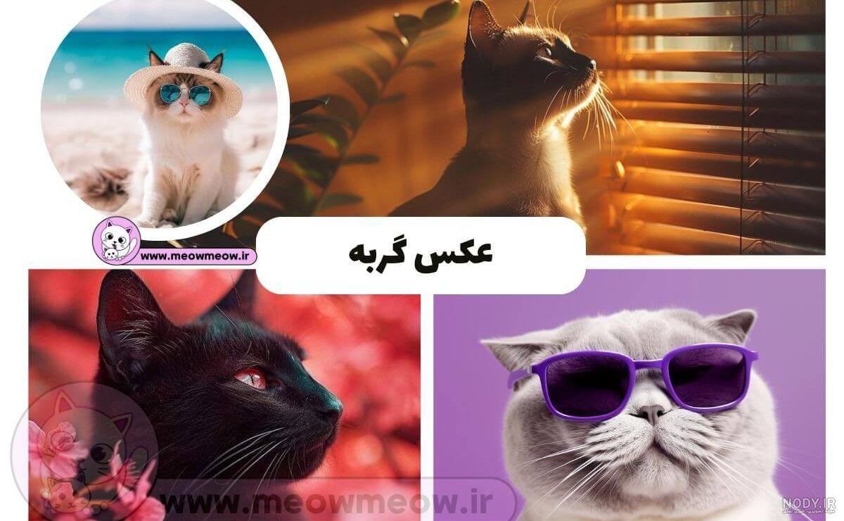 قیمت خرید گربه فانتزی به همراه بررسی ویژگی ها و عکس گربه فانتزی قیمت خرید گربه فانتزی به همراه بررسی ویژگی ها و عکس گربه فانتزی