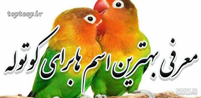 نقاشی ساده طوطی برزیلی