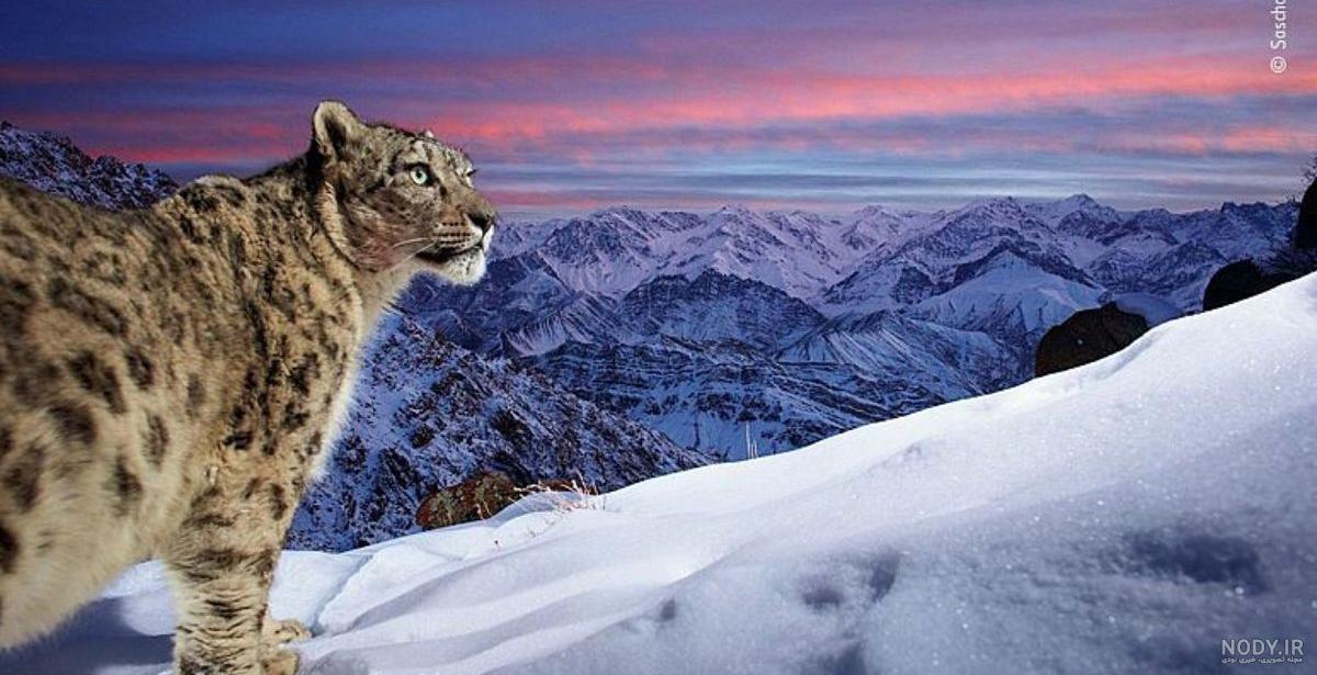 25 عکس پلنگ برای تصویر زمینه با کیفیت بالا که شما را شگفت‌زده می‌کند