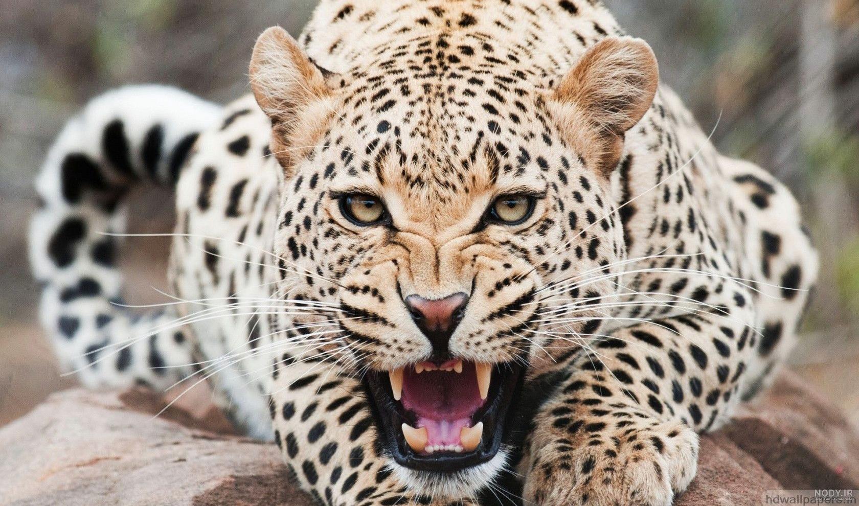 24 عکس یوزپلنگ سیاه دنیای زیبای حیات وحش