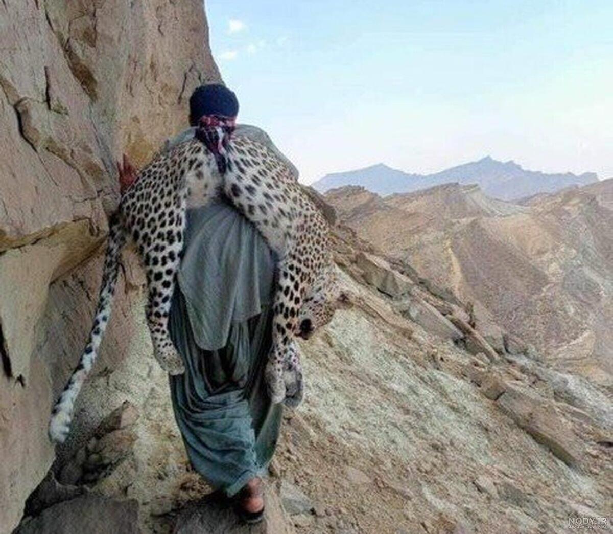 جا پای محکم پلنگ ایرانی در مازندران - ایرنا جا پای محکم پلنگ ایرانی در مازندران - ایرنا