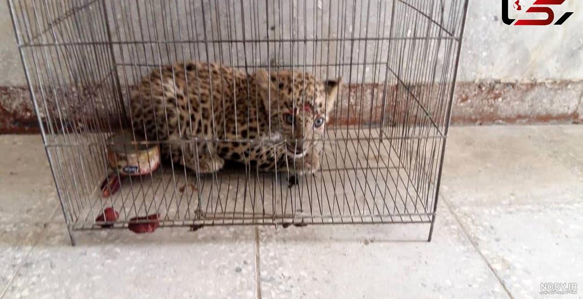 دانلود آهنگ های کارتون پلنگ صورتی تیتراژ و زنگ خور موبایل کامل یکجا کیفیت  320