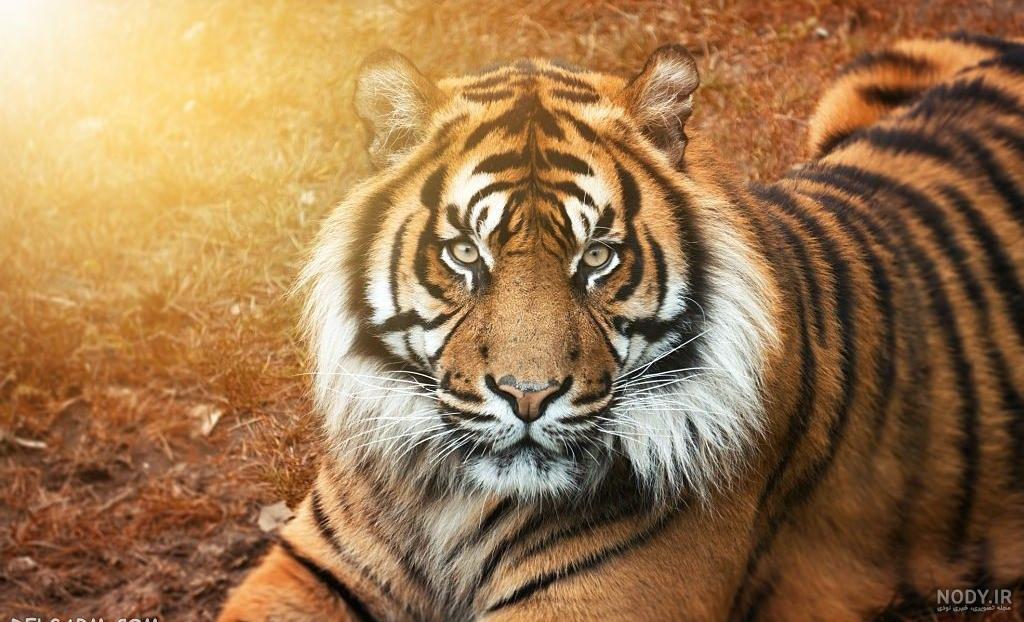 عکس بزرگ ترین پلنگ دنیا عکس بزرگ ترین پلنگ دنیا