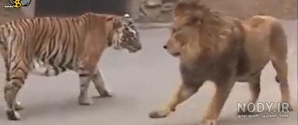 عکس  جنگ پلنگ  و ببر