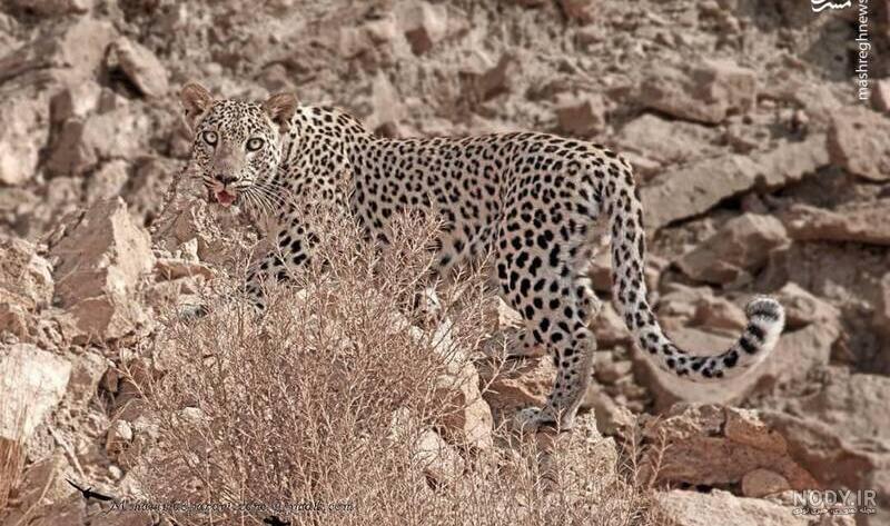 عکس پلنگ های ایران عکس پلنگ های ایران