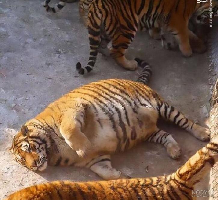 عکس پلنگ با ببر