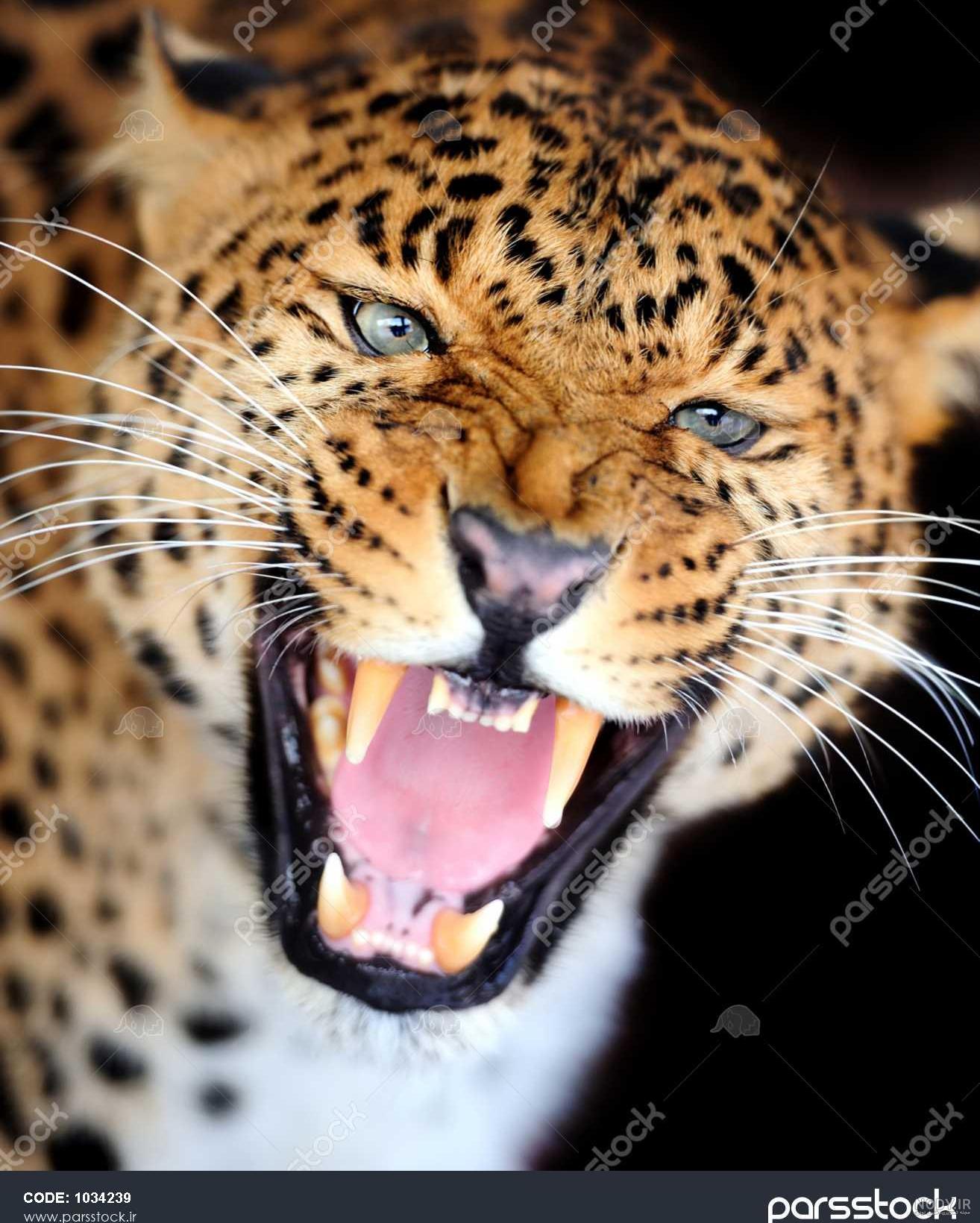 عکس پلنگ غمگین