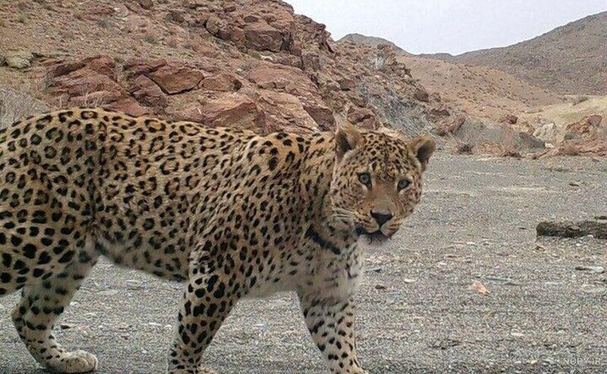 لیست پلنگ های اینستاگرام ایرانی ❤️❤️❤️