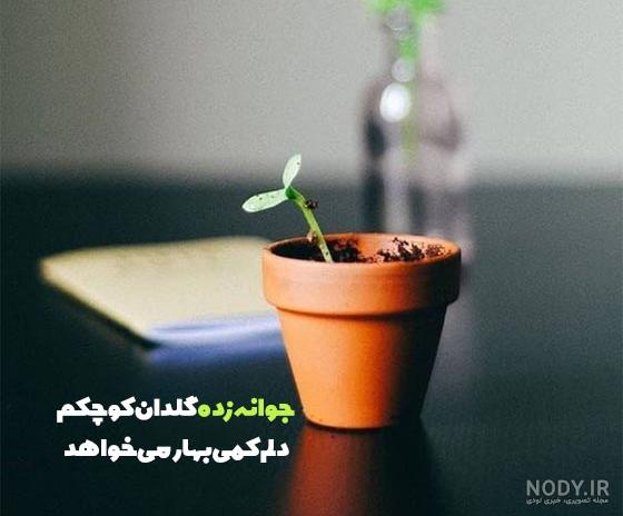 متن تبریک روز جهانی گل و گیاه به دوستان با جملات فارسی و انگلیسی متن تبریک روز جهانی گل و گیاه به دوستان با جملات فارسی و انگلیسی