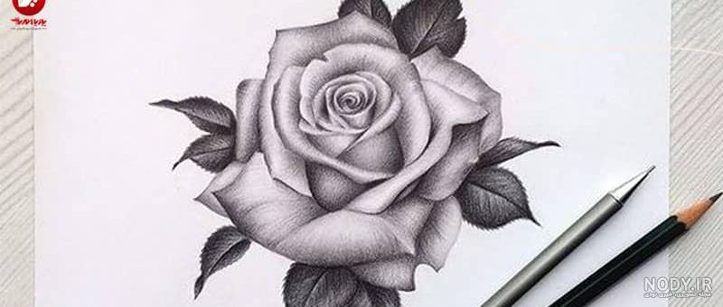 نقاشی سیاه قلم ساده گل رز نقاشی سیاه قلم ساده گل رز