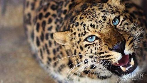 همخوابی بی شرمانه این زن پلنگ با داعشی ها لو رفت / حجاب او را ببینید شوکه  می شوید! + عکس ها