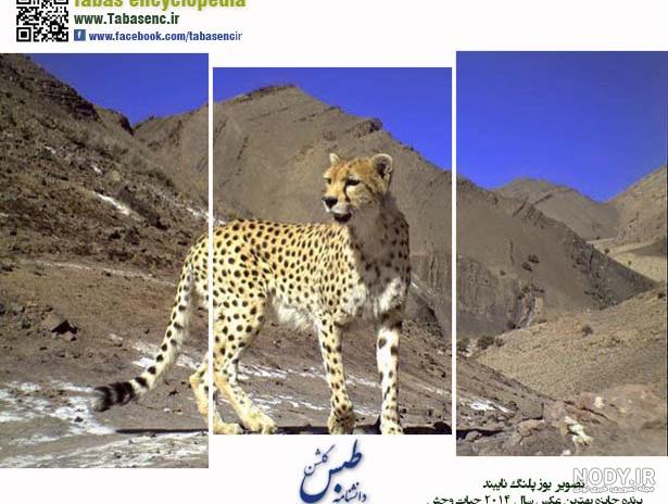 پای یوزپلنگ آسیایی از خاندان «هلیا» به منطقه جاجرم باز شد + فیلم پای یوزپلنگ آسیایی از خاندان «هلیا» به منطقه جاجرم باز شد + فیلم