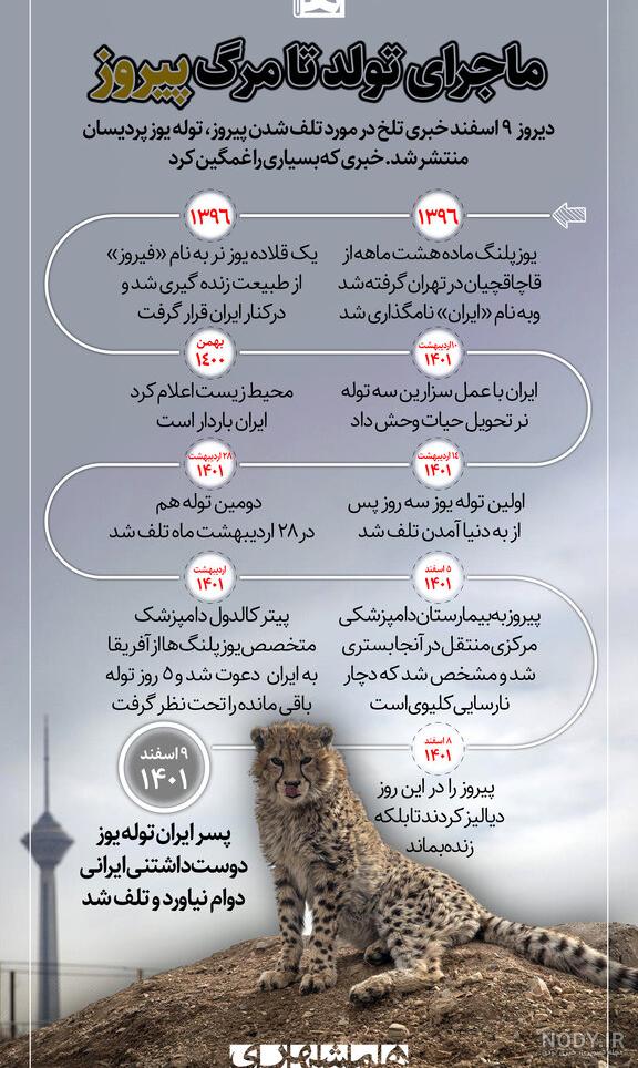 پیروز، توله یوزپلنگ ایرانی دو ماهه شد+عکس - ایمنا پیروز، توله یوزپلنگ ایرانی دو ماهه شد+عکس - ایمنا