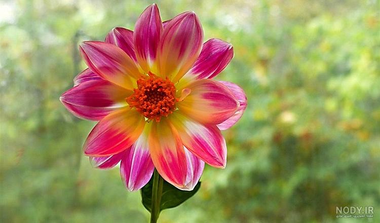 Nature Wallpaper with Pink Rose Flower | HD Wallpapers for Free | Pin…