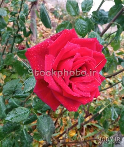 28 عکس از طبیعت گل زیبا لذت بصری را دوچندان می کند