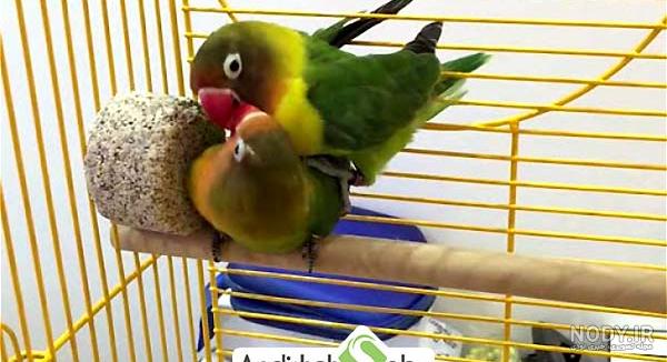 Iranian Parrots - معرفی مرغ عشق کاکل دار ژاپنی(Japanese... | Facebook Iranian Parrots - معرفی مرغ عشق کاکل دار ژاپنی(Japanese... | Facebook