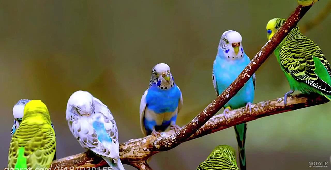 آلبومی از تصاویر مرغ عشق مناسب برای پروفایل شبکه های اجتماعی با سایز  استاندارد | پردونه